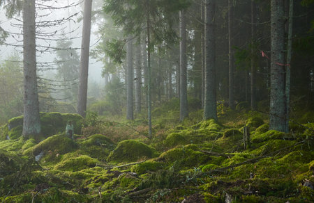 Evergreen pine forest in a fog at sunrise. Mighty trees, emerald green moss. Sunbeams, sunshine. Atmospheric mystical autumn landscape. Finland. Nature, deforestation and reforestation, ecology themesの写真素材