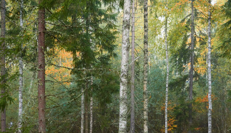 Majestic evergreen pine forest in a fog at sunrise Mighty trees, plants, moss. Atmospheric autumn landscape. Finland. Nature, deforestation and reforestation, ecology, ecotourism themesの写真素材