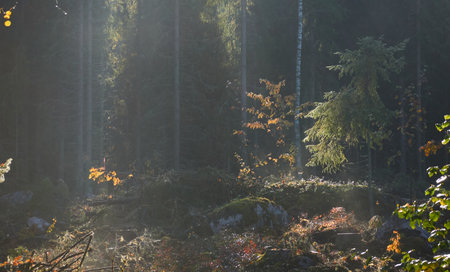 Majestic evergreen pine forest in a fog at sunrise Mighty trees, plants, moss. Sunbeams, sunshine. Atmospheric autumn landscape. Finland. Nature, deforestation and reforestation, ecology themesの写真素材