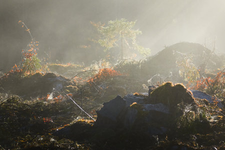 Evergreen pine forest meadow in a fog. Sunrise. Trees, stones, plants. Soft sunlight, sunbeams. Atmospheric autumn landscape. Finland. Nature, deforestation and reforestation, wildfire, ecology themeの写真素材