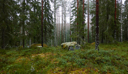 Majestic evergreen forest. Mighty pine and spruce trees, moss, plants. Rainy day. Autumn landscape. Finland. Northern nature, seasons, fresh air themesの写真素材
