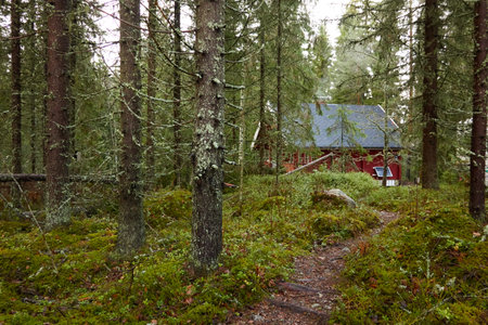 Pathway to the wooden house. Evergreen forest. Pine and spruce trees. Autumn landscape. Finland. Scandinavia. Pure nature, environment, weekend getaway, camping, eco tourism, fresh airの写真素材
