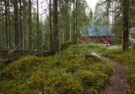 Pathway to the wooden house. Evergreen forest. Pine and spruce trees. Autumn landscape. Finland. Scandinavia. Pure nature, environment, weekend getaway, camping, eco tourism, fresh airの写真素材
