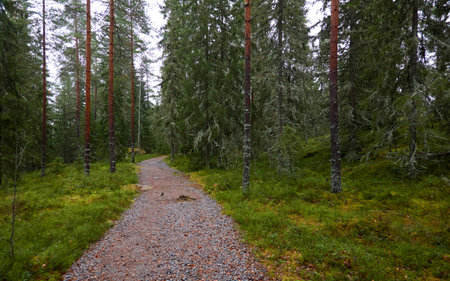 Winding rural road (pathway, hiking trail) through the majestic evergreen forest. Pine and spruce trees. Autumn landscape. Finland. Scandinavia. Pure nature, environment, eco tourism, fresh airの写真素材