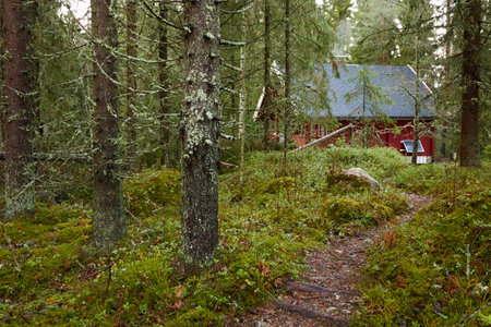 Pathway to the wooden house. Evergreen forest. Pine and spruce trees. Autumn landscape. Finland. Scandinavia. Pure nature, environment, weekend getaway, camping, eco tourism, fresh airの写真素材