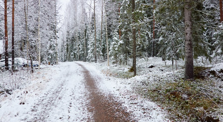 Snow-covered rural road through the evergreen forest. Mighty pine and spruce trees. First snow in autumn, early winter. Finland. Nature, cold weather, remote places, off-roadの写真素材