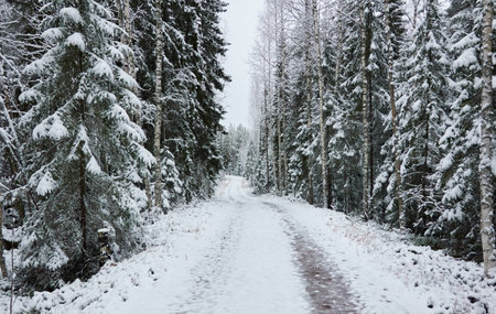 Snow-covered rural road through the evergreen forest. Mighty pine and spruce trees. First snow in autumn, early winter. Finland. Nature, cold weather, remote places, off-roadの写真素材