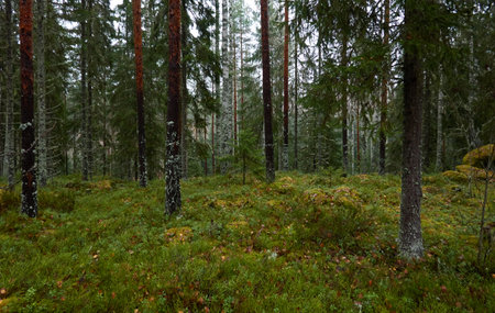 Majestic evergreen forest. Mighty pine and spruce trees, moss, plants. Rainy day. Autumn landscape. Finland. Northern nature, seasons, fresh air themesの写真素材