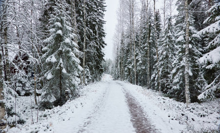 Snow-covered rural road through the evergreen forest. Mighty pine and spruce trees. First snow in autumn, early winter. Finland. Nature, cold weather, remote places, off-roadの写真素材