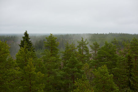 Panoramic aerial view of majestic evergreen pine forest. Mighty trees. Rainy day. Autumn landscape. Finland. Scandinavia. Pure nature, environment, ecotourism, fresh airの写真素材