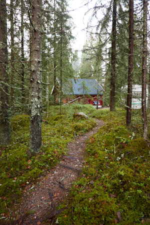 Pathway to the wooden house. Evergreen forest. Pine and spruce trees. Autumn landscape. Finland. Scandinavia. Pure nature, environment, weekend getaway, camping, eco tourism, fresh airの写真素材