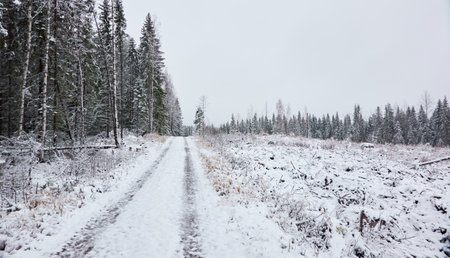 Snow-covered rural road through the evergreen forest. Mighty pine and spruce trees. First snow in autumn, early winter. Finland. Nature, cold weather, remote places, off-roadの写真素材