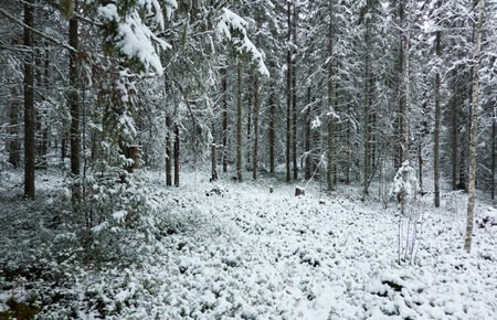 Majestic evergreen forest covered with a first snow. Mighty pine and spruce trees. Finland. Autumn, early winter. Nature, cold weather, eco tourism, fresh air themesの写真素材