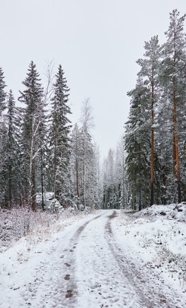 Snow-covered rural road through the evergreen forest. Mighty pine and spruce trees. First snow in autumn, early winter. Finland. Nature, cold weather, remote places, off-roadの写真素材