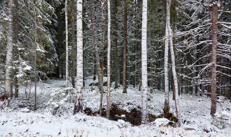 Majestic evergreen forest covered with a first snow. Mighty pine and spruce trees. Finland. Autumn, early winter. Nature, cold weather, eco tourism, fresh air themesの写真素材