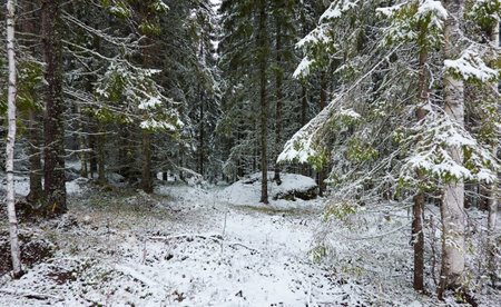 Majestic evergreen forest covered with a first snow. Mighty pine and spruce trees. Finland. Autumn, early winter. Nature, cold weather, eco tourism, fresh air themesの写真素材