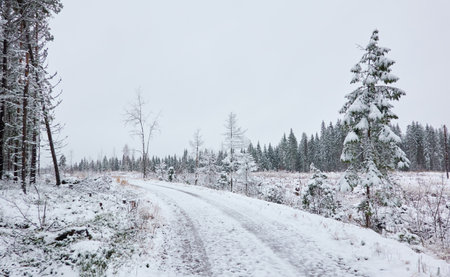 Snow-covered rural road through the evergreen forest. Mighty pine and spruce trees. First snow in autumn, early winter. Finland. Nature, cold weather, remote places, off-roadの写真素材