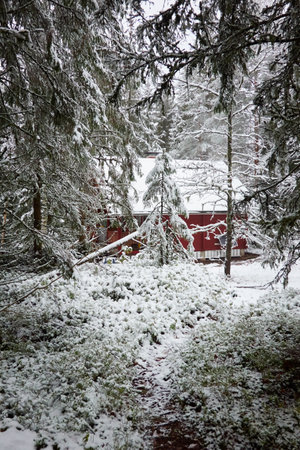 Traditional wooden house colored with falu red dye. First snow in autumn. Early winter. Evergreen forest, mighty pine and spruce trees. Finland. Nature, ecology, eco tourismの写真素材