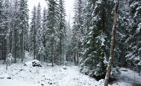 Majestic evergreen forest covered with a first snow. Mighty pine and spruce trees. Finland. Autumn, early winter. Nature, cold weather, eco tourism, fresh air themesの写真素材