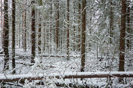 Majestic evergreen forest covered with a first snow. Mighty pine and spruce trees. Finland. Autumn, early winter. Nature, cold weather, eco tourism, fresh air themesの写真素材