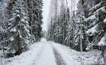 Snow-covered rural road through the evergreen forest. Mighty pine and spruce trees. First snow in autumn, early winter. Finland. Nature, cold weather, remote places, off-roadの写真素材