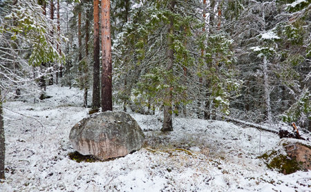 Majestic evergreen forest covered with a first snow. Mighty pine and spruce trees. Finland. Autumn, early winter. Nature, cold weather, eco tourism, fresh air themesの写真素材