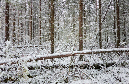 Majestic evergreen forest covered with a first snow. Mighty pine and spruce trees. Finland. Autumn, early winter. Nature, cold weather, eco tourism, fresh air themesの写真素材