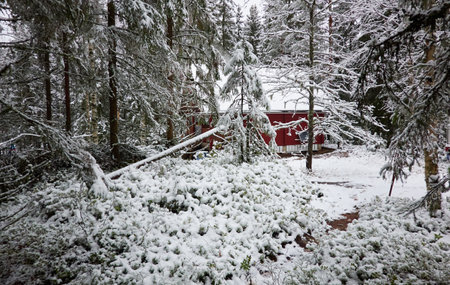 Traditional wooden house colored with falu red dye. First snow in autumn. Early winter. Evergreen forest, mighty pine and spruce trees. Finland. Nature, ecology, eco tourismの写真素材