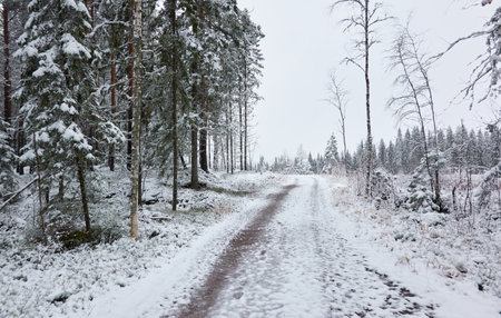 Snow-covered rural road through the evergreen forest. Mighty pine and spruce trees. First snow in autumn, early winter. Finland. Nature, cold weather, remote places, off-roadの写真素材