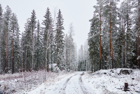 Snow-covered rural road through the evergreen forest. Mighty pine and spruce trees. First snow in autumn, early winter. Finland. Nature, cold weather, remote places, off-roadの写真素材