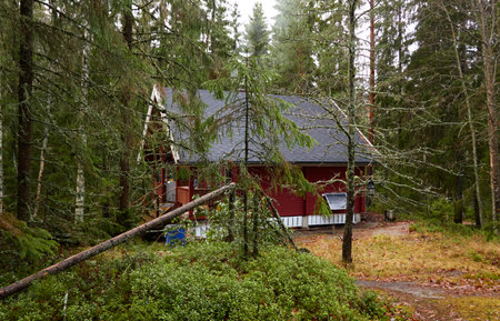 Pathway to the wooden house. Evergreen forest. Pine and spruce trees. Autumn landscape. Finland. Scandinavia. Pure nature, environment, weekend getaway, camping, eco tourism, fresh airの写真素材