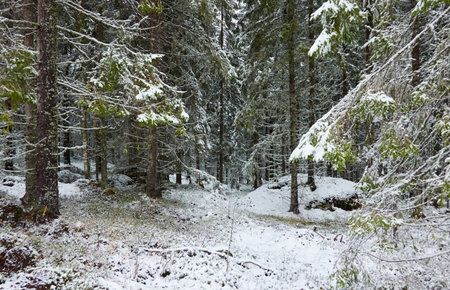 Majestic evergreen forest covered with a first snow. Mighty pine and spruce trees. Finland. Autumn, early winter. Nature, cold weather, eco tourism, fresh air themesの写真素材