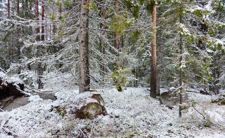 Majestic evergreen forest covered with a first snow. Mighty pine and spruce trees. Finland. Autumn, early winter. Nature, cold weather, eco tourism, fresh air themesの写真素材
