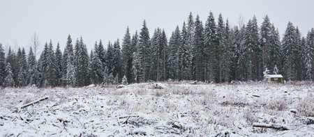Majestic evergreen forest and overgrown meadow covered with a first snow. Lonely wooden house (log cabin). Mighty pine and spruce trees. Finland. Autumn, early winter. Nature, cold weather, ecotourismの写真素材