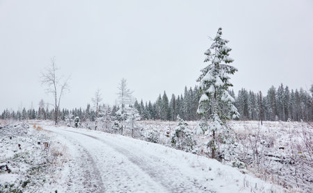 Snow-covered rural road through the evergreen forest. Mighty pine and spruce trees. First snow in autumn, early winter. Finland. Nature, cold weather, remote places, off-roadの写真素材