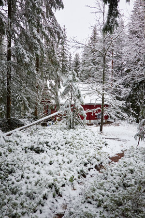 Traditional wooden house colored with falu red dye. First snow in autumn. Early winter. Evergreen forest, mighty pine and spruce trees. Finland. Nature, ecology, eco tourismの写真素材