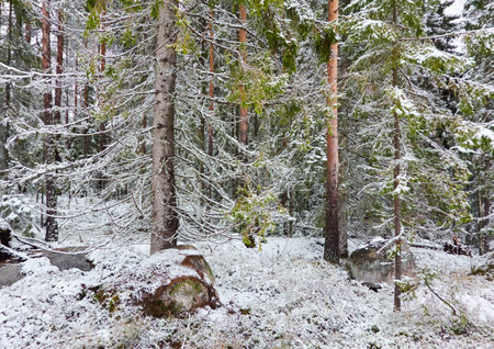 Majestic evergreen forest covered with a first snow. Mighty pine and spruce trees. Finland. Autumn, early winter. Nature, cold weather, eco tourism, fresh air themesの写真素材
