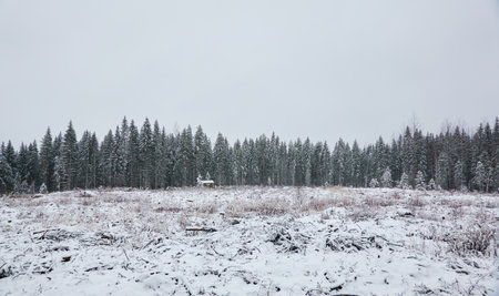 Majestic evergreen forest and overgrown meadow covered with a first snow. Lonely wooden house (log cabin). Mighty pine and spruce trees. Finland. Autumn, early winter. Nature, cold weather, ecotourismの写真素材