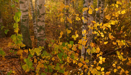 Forest at sunset. Mighty birch trees, plants. Soft sunlight. Atmospheric autumn landscape. Lapland, Finland. Nature, seasons, ecology themesの写真素材