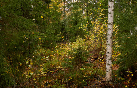 Evergreen pine forest at sunset. Mighty trees, plants, stones, moss, lichen, fern. Soft sunlight. Atmospheric autumn landscape. Lapland, Finland. Nature, seasons, ecology themesの写真素材