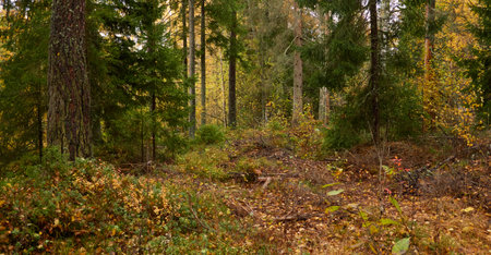 Evergreen pine forest at sunset. Mighty trees, plants, stones, moss, lichen, fern. Soft sunlight. Atmospheric autumn landscape. Lapland, Finland. Nature, seasons, ecology themesの写真素材