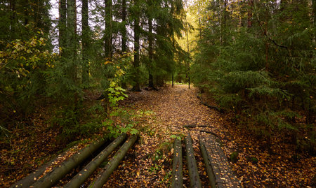 Evergreen pine forest at sunset. Mighty trees, plants, stones, moss, lichen, fern. Soft sunlight. Atmospheric autumn landscape. Lapland, Finland. Nature, seasons, ecology themesの写真素材
