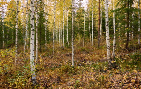 Forest at sunset. Mighty birch trees, plants. Soft sunlight. Atmospheric autumn landscape. Lapland, Finland. Nature, seasons, ecology themesの写真素材