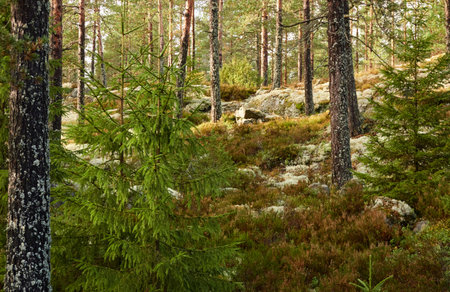 Evergreen pine forest at sunset. Mighty trees, plants, stones, moss, lichen, fern. Soft sunlight. Atmospheric autumn landscape. Lapland, Finland. Nature, seasons, ecology themesの写真素材