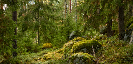 Evergreen pine forest at sunset. Mighty trees, plants, stones, moss, lichen, fern. Soft sunlight. Atmospheric autumn landscape. Lapland, Finland. Nature, seasons, ecology themesの写真素材