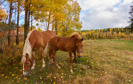 Cute brown horse and foal grazing, farm or forest meadow. Lapland, Finland. Idyllic autumn rural scene. Domestic animals and pet care, countryside living conceptsの写真素材