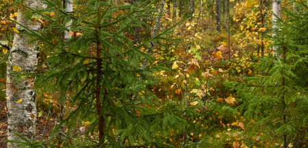 Evergreen pine forest at sunset. Mighty trees, plants, stones, moss, lichen, fern. Soft sunlight. Atmospheric autumn landscape. Lapland, Finland. Nature, seasons, ecology themesの写真素材