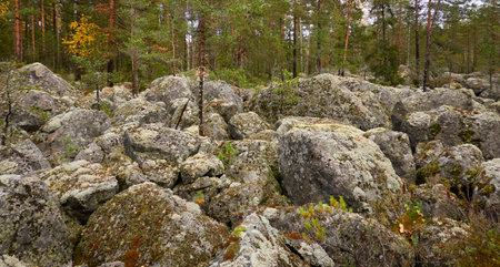 Evergreen pine forest at sunset. Plants, stones, moss, lichen, fern. Soft sunlight. Atmospheric autumn landscape. Lapland, Finland. Nature, seasons, ecology themesの写真素材