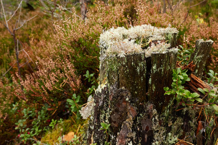 Forest floor of lichen, close-up. Northern evergreen forest, swamp. Lapland, Finland. Ecology, ecosystem, environmental conservation, pure nature. Science, education conceptsの写真素材