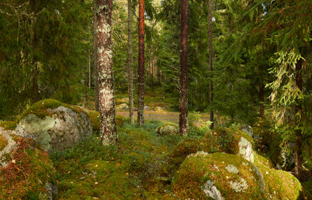 Evergreen pine forest at sunset. Plants, stones, moss, lichen, fern. Soft sunlight. Atmospheric autumn landscape. Lapland, Finland. Nature, seasons, ecology themesの写真素材